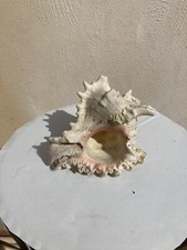 Conchiglia gigante Chicoreus