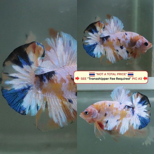 Live betta fish - betta, (thailandia)