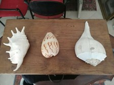 CONCHIGLIE DA COLLEZIONE