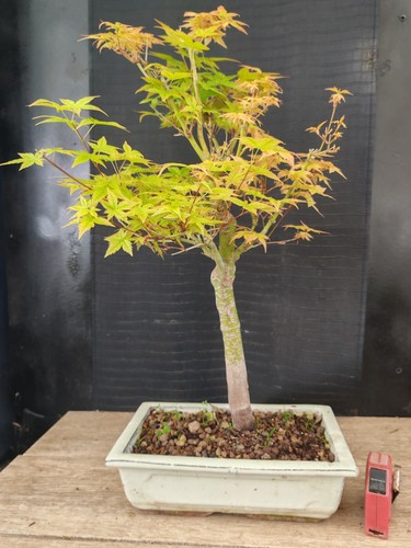 Bonsai acero palmato verde - bonsai,