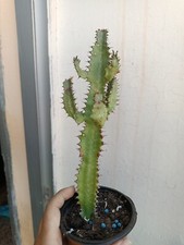 Cactus 23 Cm Euphorbia Trigona