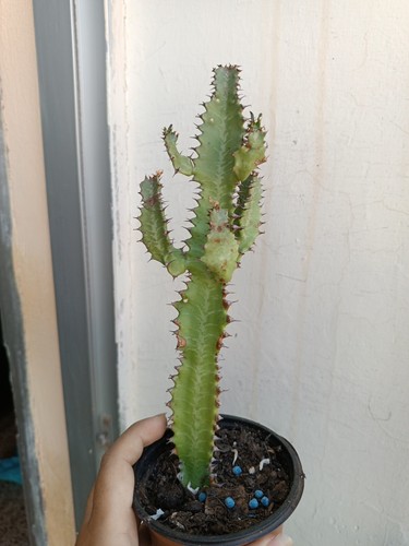 Cactus euphorbia trigona - cactus, 23
