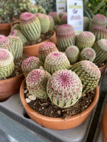 Echinocereus rigidissimus var