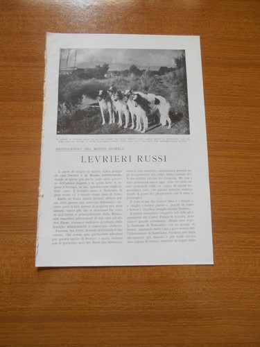 1935 levrieri russi cane - levrieri,
