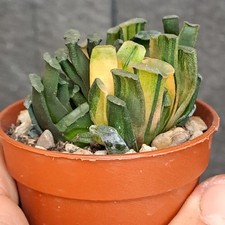 Haworthia truncata f