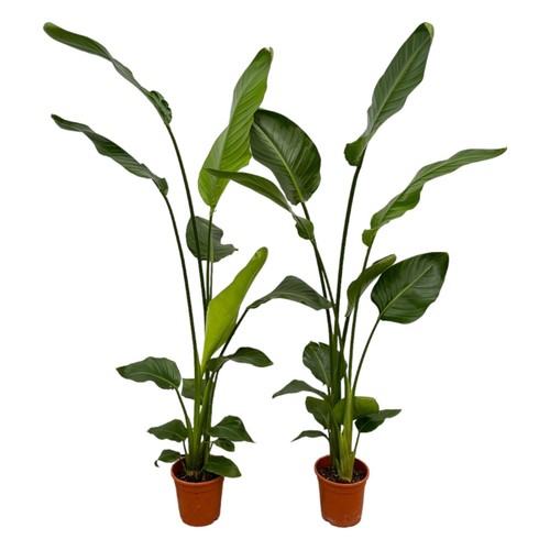 Piante strelitzia nicolai - di,