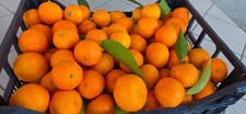 🍊 9 kg cassetta Clementine Mandarini dolci di Sicilia agrumi Bio Naturali 🍊