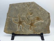 Large Fossil Starfish Shoal