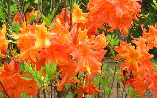 Frontier gold aromi - gold~aromi, azalea