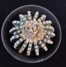 5.5cm  Japanese peculiar ball