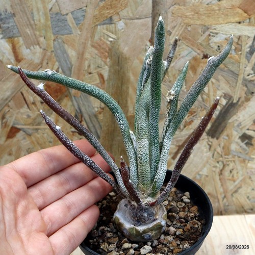 Astrophytum caput medusae - astrophytum, caput-medusae