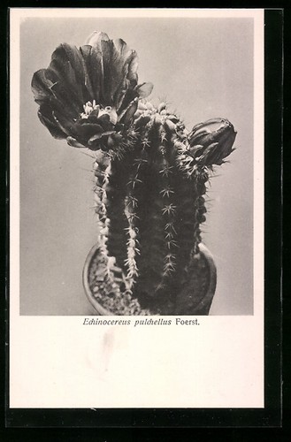 Echinocereus pulchellus