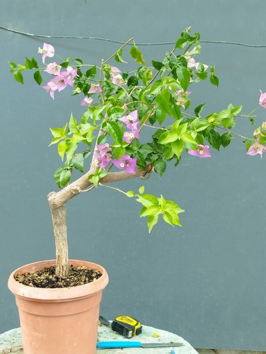 Bonsai bouganvillea 48x23cm - bonsai,
