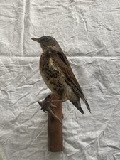 trofeo In Tassidermia Tordo Bottaccio -chiedere X Prezzo