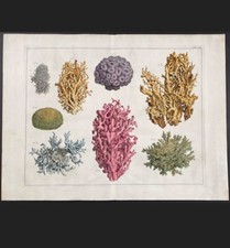 Albertus Seba - Corallo, vita