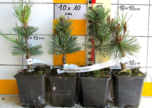 Pinus pumila globe - pumila, "globe"
