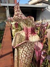 Pianta carnivora Sarracenia x