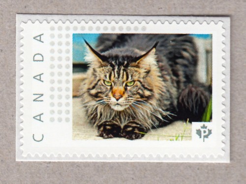 Main coon cat francobollo - coon, =