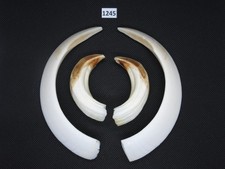 Pistola cinghiale (n. 1245)