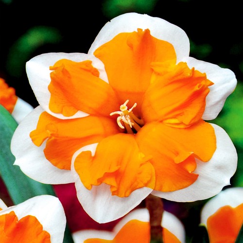 Narcisi bulbi fiori cipolle - bulbi, di