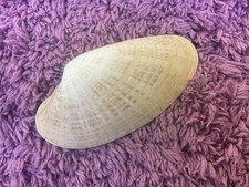 Conchiglia Venere Sunray