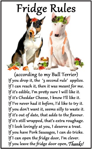 Bull terrier gift fridge - bull,