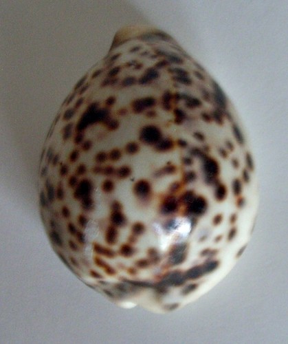 Cypraea tigris pardalis mm - pardalis, 69