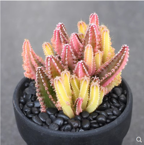 3pcs rarecactus pianta - rarecactus,