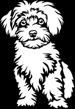 Adesivo maltipoo - maltipoo,