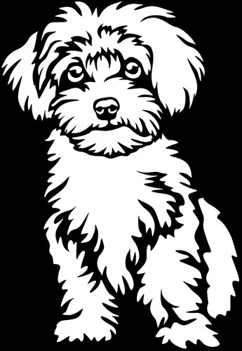 Adesivo maltipoo - adesivo,