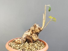 Bonsai Olivastro 20cm h In