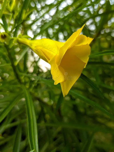 Thevetia peruviana cascabela - peruviana,,