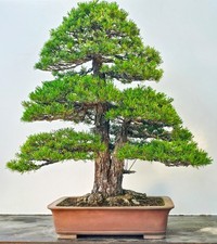 Bonsai di Pino Bambina Pinus