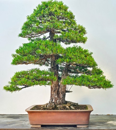 Bonsai pino bambina pinus - bonsai, di