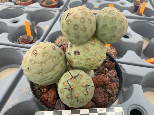 963 tephrocactus geometricus - 963,