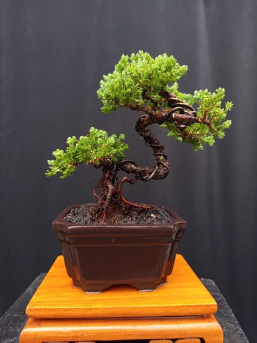 Bonsai juniperus sarganti - bonsai, di