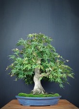 Acero palmato (Acer palmatum Yamamomiji)