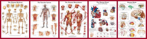 Anatomia umana anatomica - anatomia,