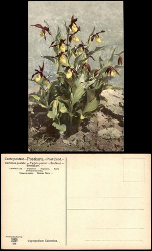 Cartolina botanica piante - cartolina,
