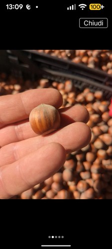 Nocciole intere con - , guscio