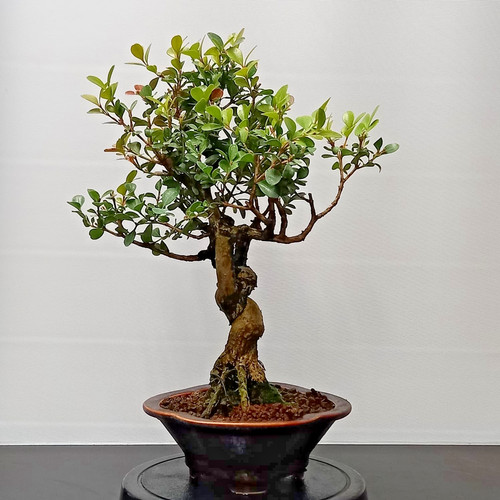Bonsai bosso - di,