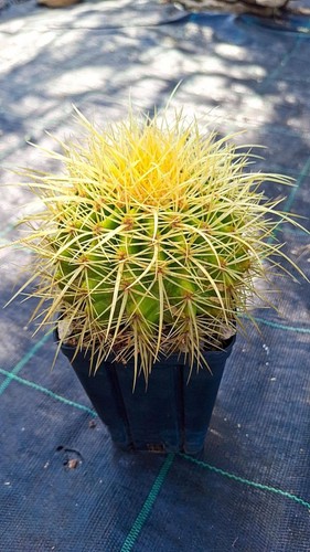 Echinocactus grusonii