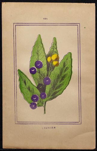 1886 alloro botanica - -,