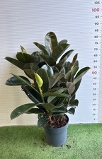 Pianta ficus robusta in - di,
