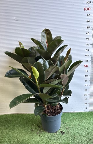 Pianta ficus robusta in - di,