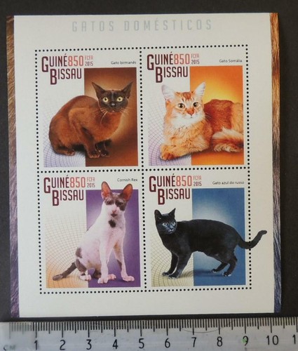 Guinea bissau 2015 cats - 2015,