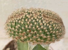 Echinocereus reichenbachii cristate