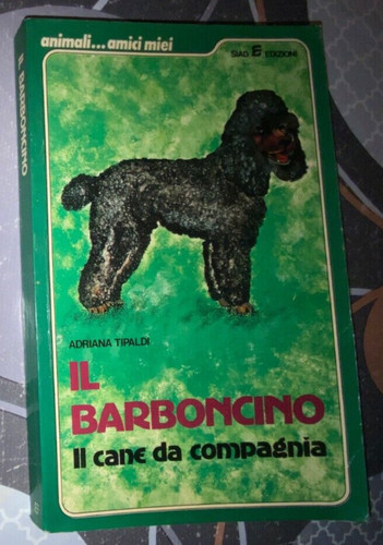 Barboncino cane da - il, il