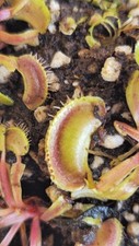 Dionaea muscipula