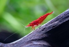 Caridine Shrimp, Sweet